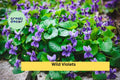 Wild Violet Live Plants – 20+ Rooted Perennials with Purple Spring Blooms – Viola spp. Groundcover for Lawns, Borders & Woodland Gardens