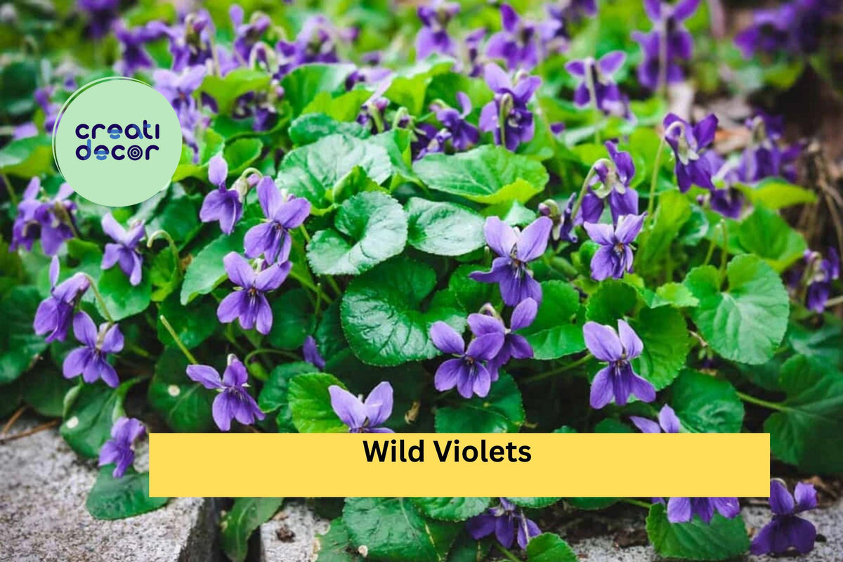 Wild Violet Live Plants – 20+ Rooted Perennials with Purple Spring Blooms – Viola spp. Groundcover for Lawns, Borders & Woodland Gardens