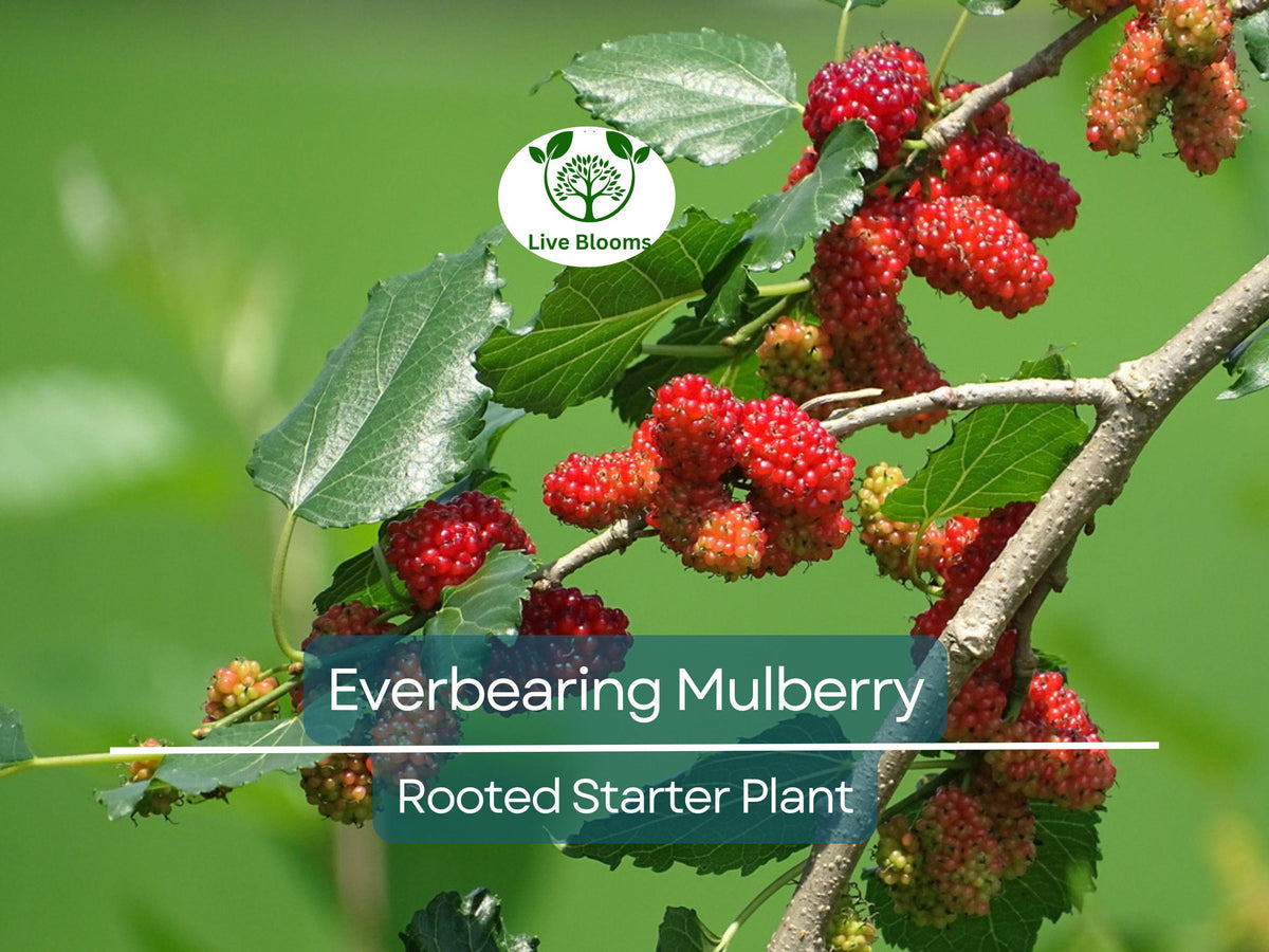 Dwarf Everbearing Mulberry Live Plant | Morus Nigra | Compact Fruit Tree for Small Gardens & Containers