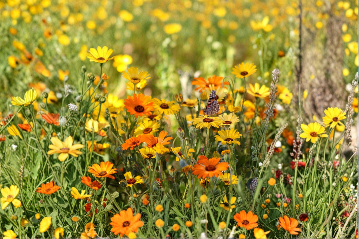 African Daisy Seeds – Bright Orange Wildflower, Drought-Tolerant, Pollinator-Friendly, Dimorphotheca sinuata, 50 Seeds