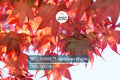 Red Sunset Japanese Maple Tree Seeds, Acer rubrum, Fast-Growing Shade & Landscaping Tree, Bonsai Seeds