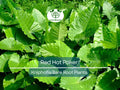3 Red Hot Poker Plants – Live Bare Root Perennials – Kniphofia uvaria – Drought-Tolerant Summer Blooms for Pollinator Gardens