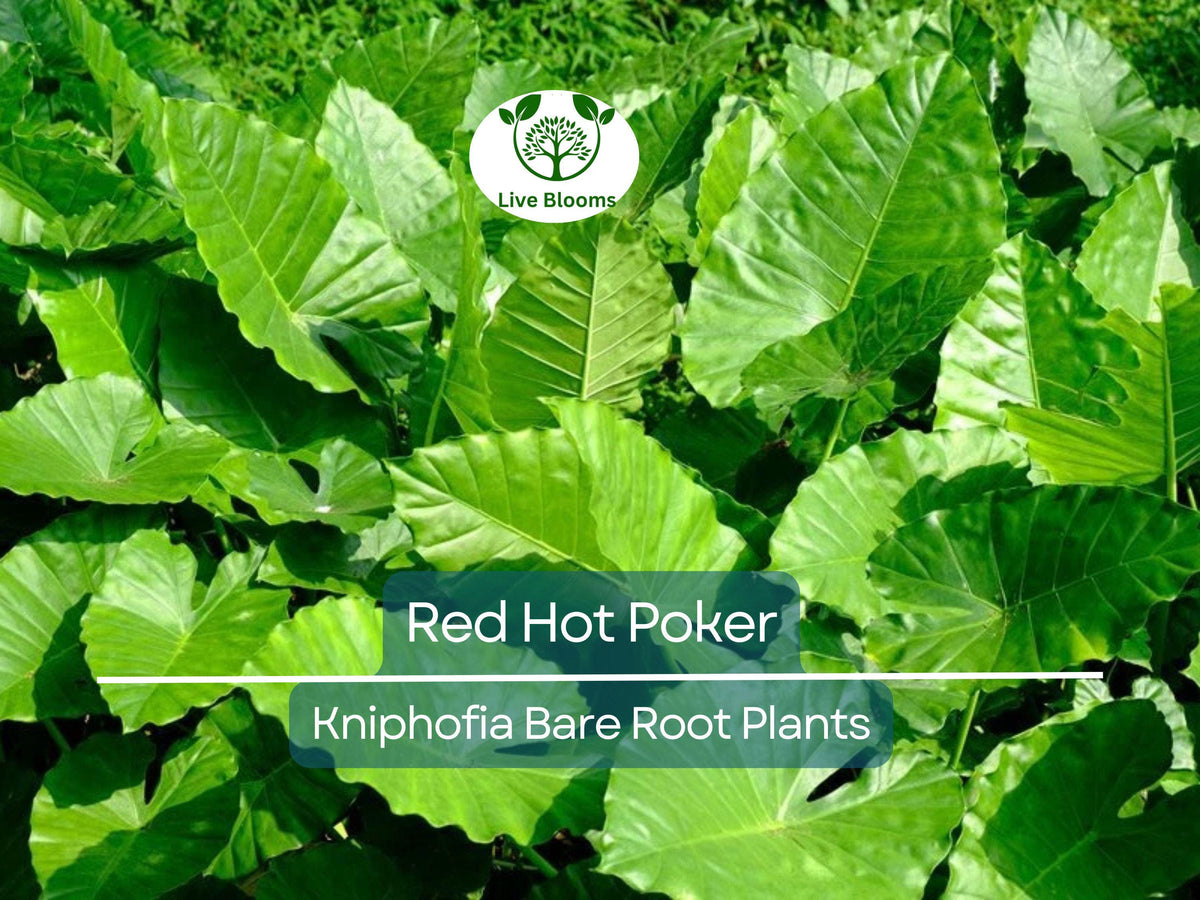 3 Red Hot Poker Plants – Live Bare Root Perennials – Kniphofia uvaria – Drought-Tolerant Summer Blooms for Pollinator Gardens