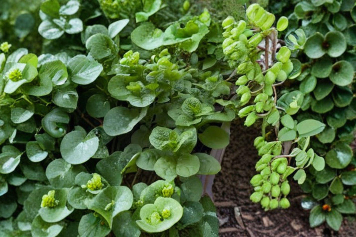 Malabar Spinach Seeds, Green Vines Supreme, Heat-Tolerant Climbing Green, Basella alba, Summer Leafy Vegetable, 30 Seeds