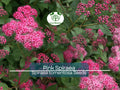 Pink Spiraea Seeds (S. tomentosa) – 500 High-Quality Flowering Shrub Seeds for Gardens & Landscaping