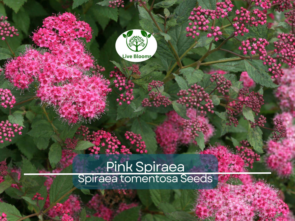 Pink Spiraea Seeds (S. tomentosa) – 500 High-Quality Flowering Shrub Seeds for Gardens & Landscaping