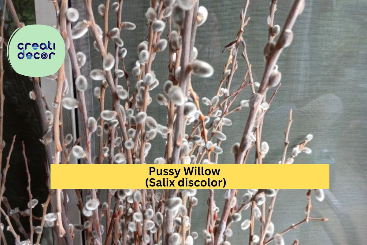 Pussy Willow Live Plant – 1 Rooted Cutting, Salix discolor, Early Spring Silver Catkins, Hardy Shrub for Zones 4–8