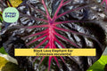 Black Lava Elephant Ear Live Rooted Plant – Colocasia esculenta, Deep Purple-Black Foliage, Tropical Perennial for Gardens & Containers