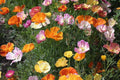 Ballerina Mix California Poppy Seeds | Multicolor Blooms | Drought Tolerant | Pollinator Attracting | Eschscholzia Californica