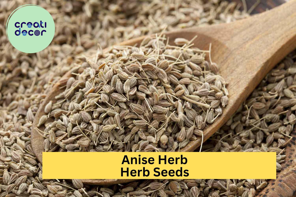 3pcs Anise Herb Seeds – Pimpinella anisum, Aromatic Licorice-Scented Culinary & Tea Herb, Easy-Grow Seeds for Home Gardens