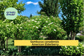 American Elderberry Seeds - Sambucus canadensis Native Berry Shrub, 50 Count, Flowering Shrub for Garden Borders and Landscape