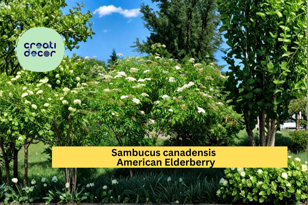 American Elderberry Seeds - Sambucus canadensis Native Berry Shrub, 50 Count, Flowering Shrub for Garden Borders and Landscape