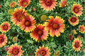 Blanket Flower Seeds – Gaillardia aristata Wildflower Mix – Drought-Tolerant Perennial Garden Flower – 25 Seeds