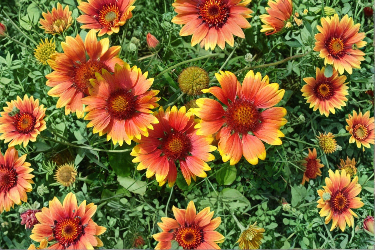 Blanket Flower Seeds – Gaillardia aristata Wildflower Mix – Drought-Tolerant Perennial Garden Flower – 25 Seeds