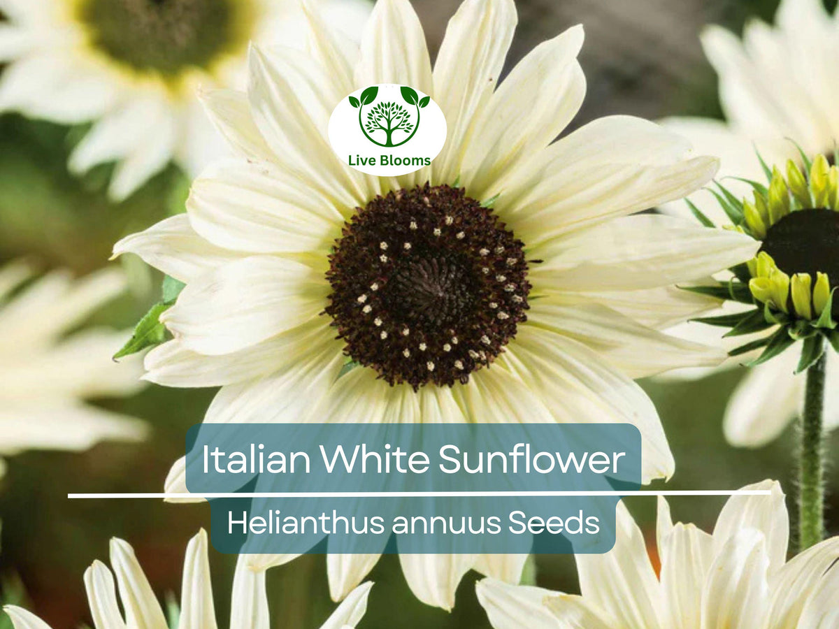 Italian White Sunflower Seeds, Non-GMO, Pollinator Friendly, Cut Flowers, Helianthus annuus, Easy to Grow Garden Flowers