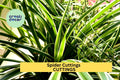 10 Variegated Spider Plant Cuttings – Chlorophytum comosum ‘Variegatum’ Unrooted Starts for Indoor Pots & Hanging Baskets