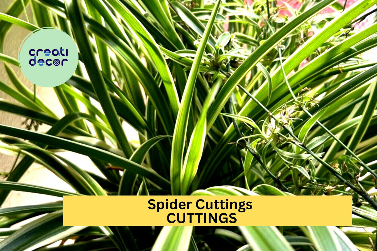 10 Variegated Spider Plant Cuttings – Chlorophytum comosum ‘Variegatum’ Unrooted Starts for Indoor Pots & Hanging Baskets
