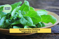 3pcs of 1g New Zealand Spinach Seeds – Heat-Tolerant, Cut-and-Come-Again Greens, Tetragonia tetragonioides for Summer Gardens & Containers