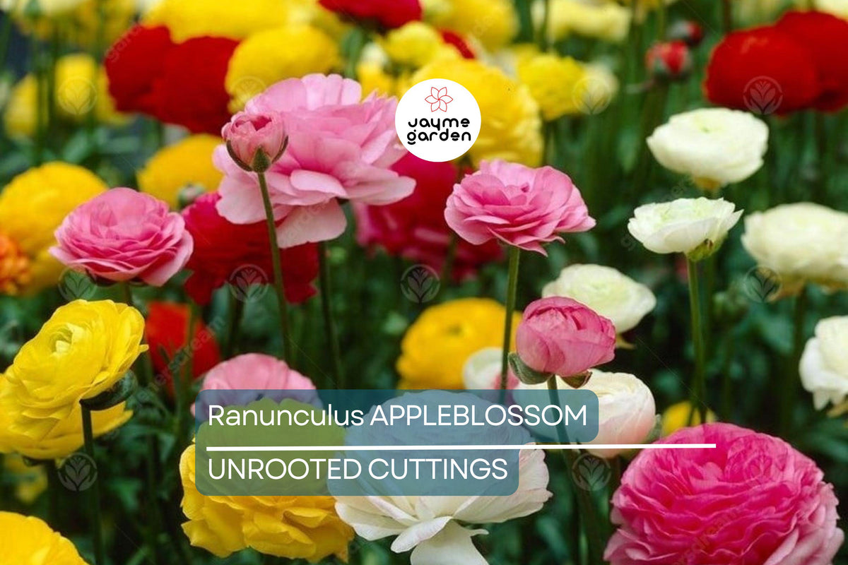 Ranunculus Bulbs Set – Appleblossom Mix, Pink, Red, White Flowers, Drought & Cold Resistant, Perennial, USDA Zones 8-11