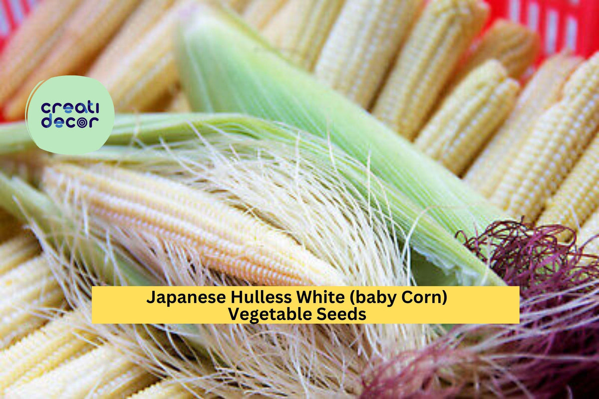 3pcs x 5g Japanese Hulless White Popcorn Seeds – Baby Corn Variety for Garden, Homestead, Backyard Growing Seeds Zea mays