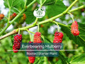Illinois Everbearing Mulberry Rooted Starter Plant – Morus alba, Edible Fruit Tree, Fast-Growing, Hardy, Low Maintenance, Multiple Harvests