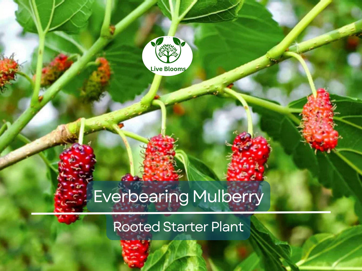 Illinois Everbearing Mulberry Rooted Starter Plant – Morus alba, Edible Fruit Tree, Fast-Growing, Hardy, Low Maintenance, Multiple Harvests