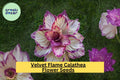 25+ Velvet Flame Calathea Seeds | Exotic Tropical Foliage Plant | Calathea rufibarba for Indoor & Outdoor Gardens