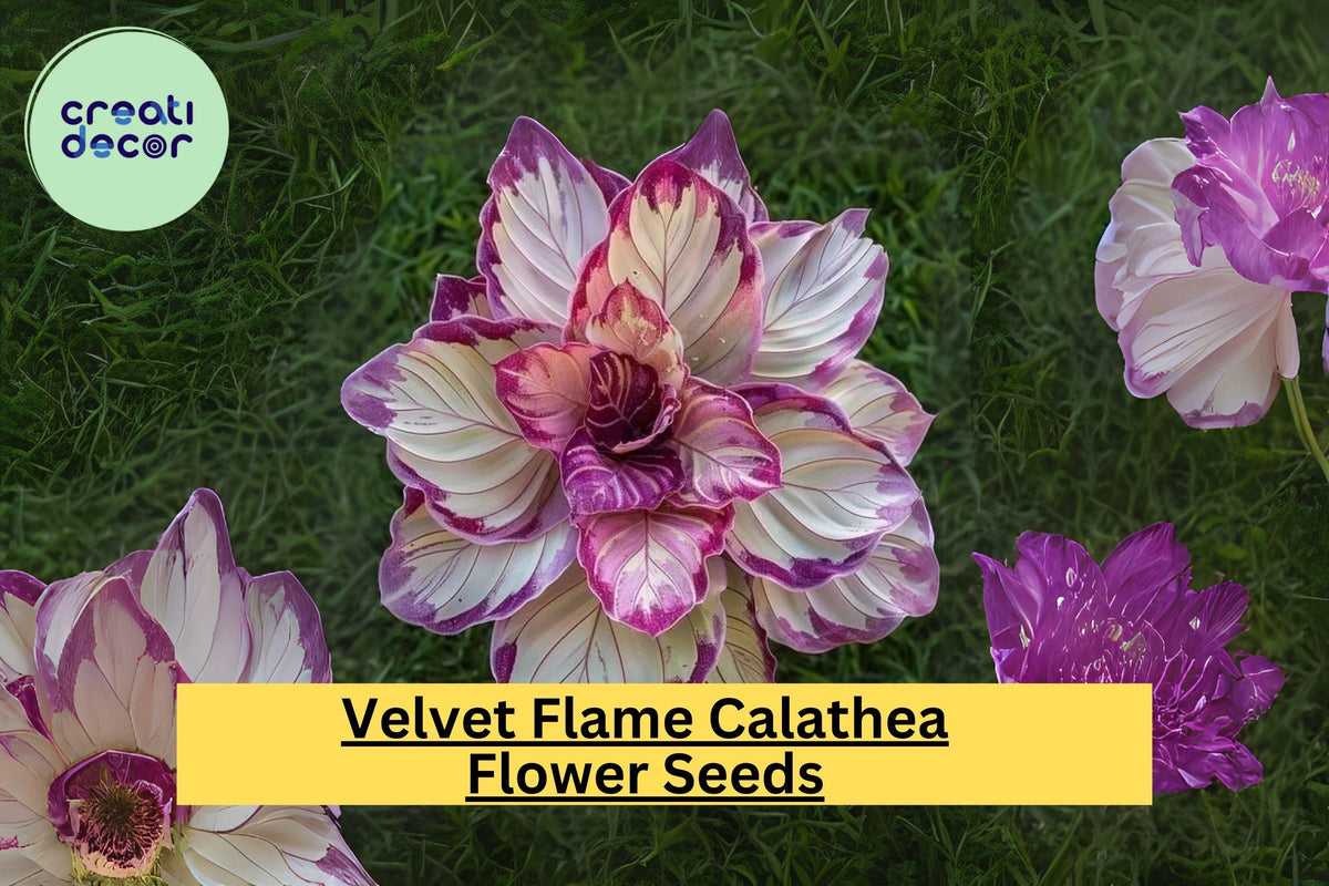 25+ Velvet Flame Calathea Seeds | Exotic Tropical Foliage Plant | Calathea rufibarba for Indoor & Outdoor Gardens