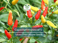 Tabasco Hot Pepper Seeds 250mg | Capsicum frutescens Heirloom for Hot Sauce & Spicy Cooking