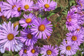 Symphyotrichum novae-angliae New England Aster Seeds – Native Purple Wildflower for Pollinator Gardens, 100 Seeds