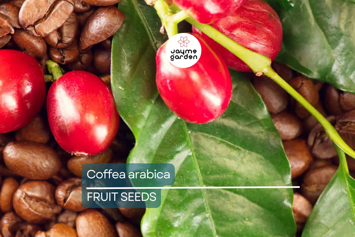 Coffea Arabica Seeds – Exotic Indoor Coffee Plant, Arabian Coffee Tree, Tropical Houseplant, Edible Coffee Fruit