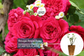 Rouge Royal Rose Plant – 1.5 Gal Potted Hybrid Tea Rose with Burgundy Red Double Blooms, Heavy Reblooming, Citrus-Berry Fragrance, Zones 6-10