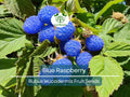 Blue Raspberry Bush Seeds – 50 Organic Edible Blue Berries, High Yield, Easy to Grow, Self-Pollinating, for Garden & Containers, Vaccinium corymbosum