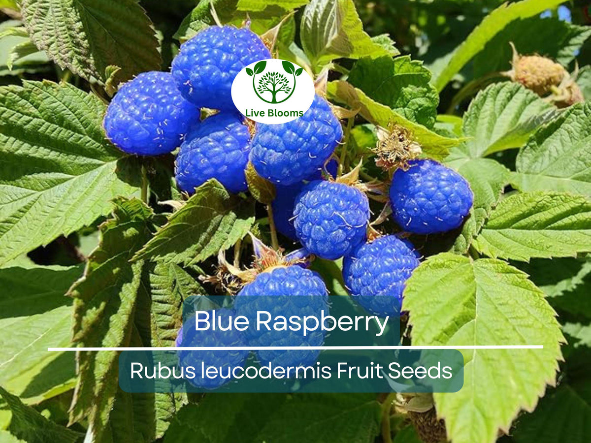 Blue Raspberry Bush Seeds – 50 Organic Edible Blue Berries, High Yield, Easy to Grow, Self-Pollinating, for Garden & Containers, Vaccinium corymbosum