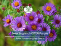 500 Seeds New England Aster Purple Perennial Flower Heirloom Non-GMO Pollinator Attracting Fall Planting