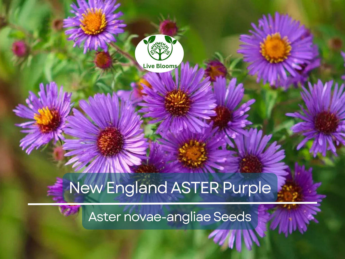 500 Seeds New England Aster Purple Perennial Flower Heirloom Non-GMO Pollinator Attracting Fall Planting