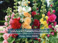 Hollyhock Seeds – Chater's Double Mix, Peony-Flowered, Biennial, Non-GMO, Alcea rosea, Garden Flowers, Hardy, Easy to Grow