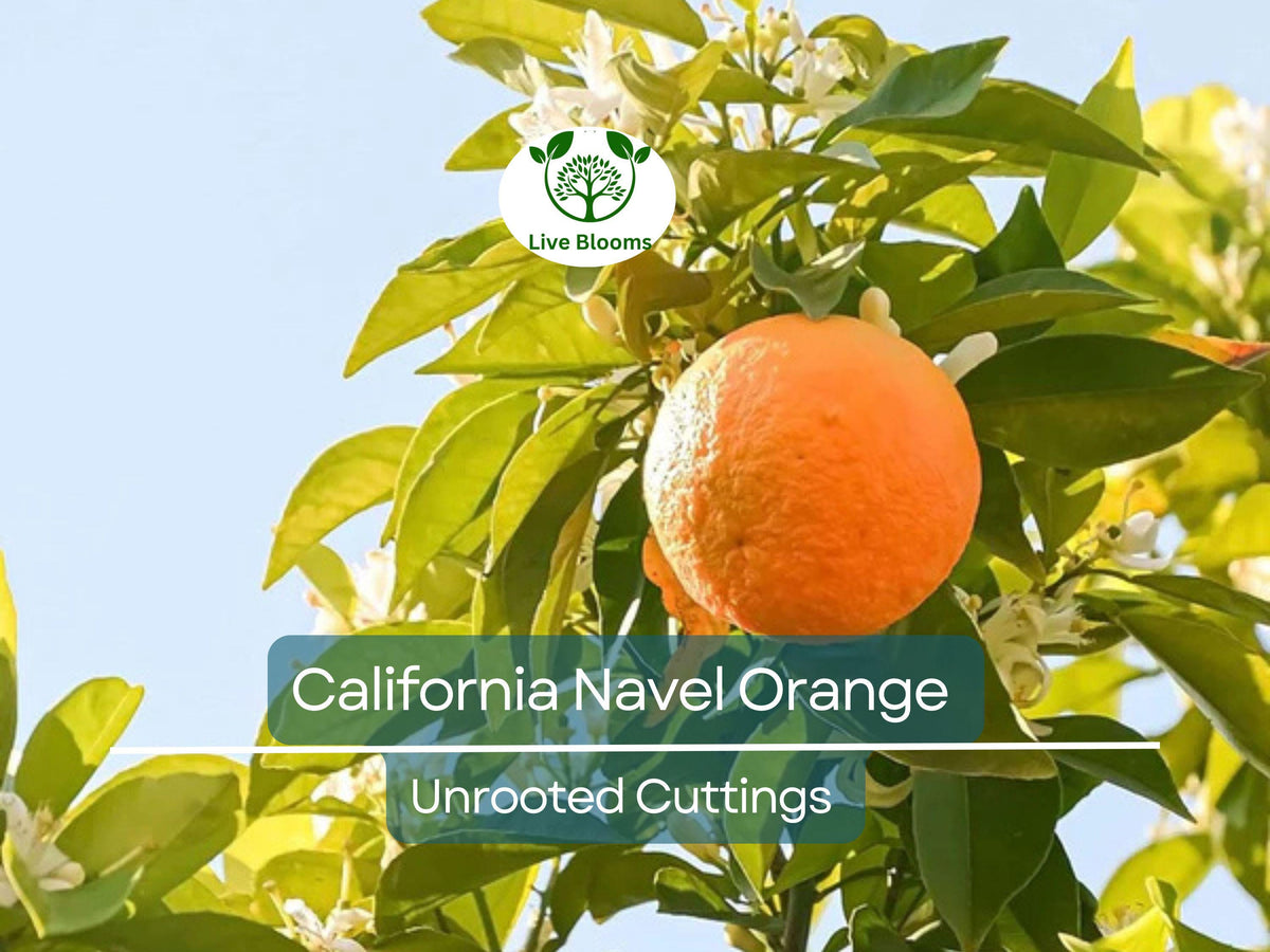 5pcs California Navel Orange Unrooted Cuttings | Citrus sinensis for Propagation, Sweet Seedless Fruit