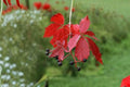 Virginia Creeper Seeds – Parthenocissus quinquefolia – Native Climbing Vine for Landscaping & Wildlife Habitats
