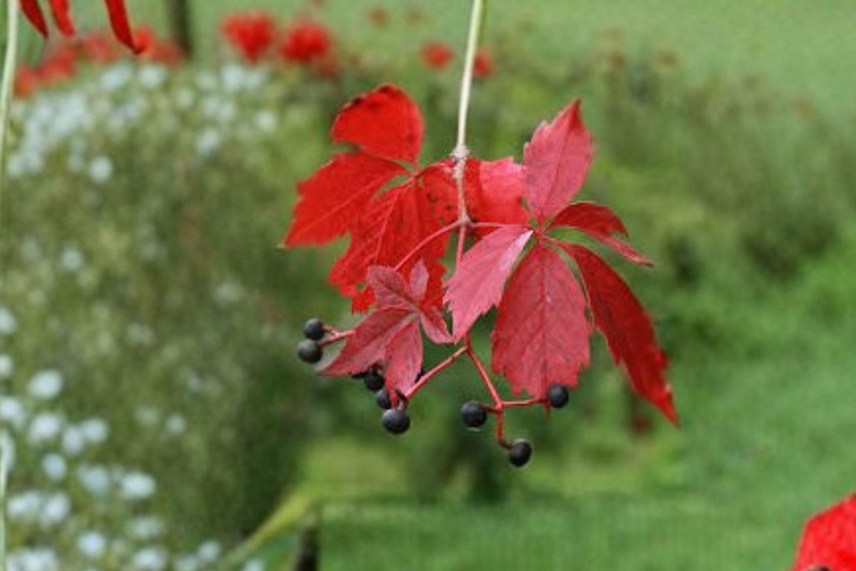 Virginia Creeper Seeds – Parthenocissus quinquefolia – Native Climbing Vine for Landscaping & Wildlife Habitats