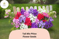 Tall Mix Phlox Seeds – Perennial Garden Flowers, Phlox paniculata Blend, Fragrant, Butterfly Attracting, 100+ Seeds