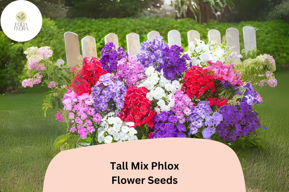 Tall Mix Phlox Seeds – Perennial Garden Flowers, Phlox paniculata Blend, Fragrant, Butterfly Attracting, 100+ Seeds