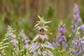 Monarda punctata Spotted Bee Balm Seeds – Native Prairie Annual, Drought-Tolerant Pollinator Magnet, 100 Seeds