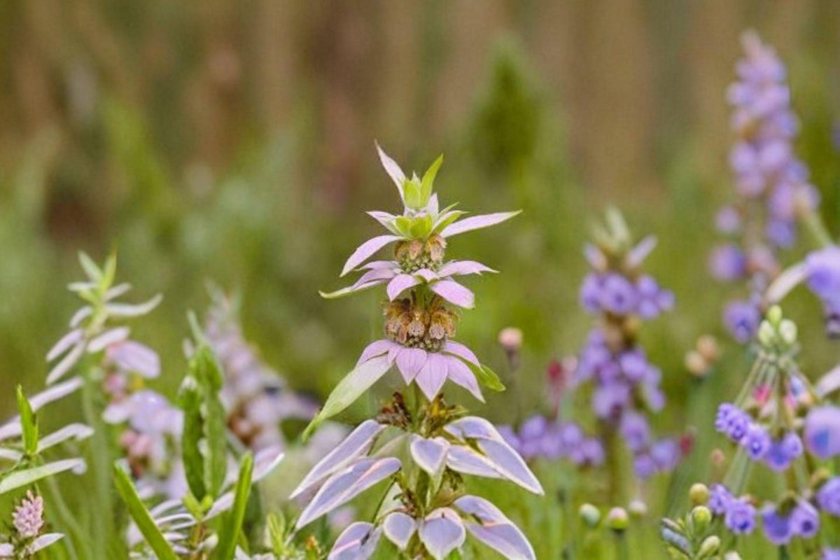 Monarda punctata Spotted Bee Balm Seeds – Native Prairie Annual, Drought-Tolerant Pollinator Magnet, 100 Seeds
