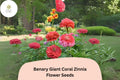100+ Benary Giant Coral Zinnia Seeds – Large Double Blooms for Cutting Gardens & Borders – Zinnia elegans, Coral Pink