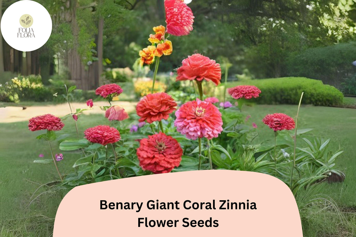 100+ Benary Giant Coral Zinnia Seeds – Large Double Blooms for Cutting Gardens & Borders – Zinnia elegans, Coral Pink