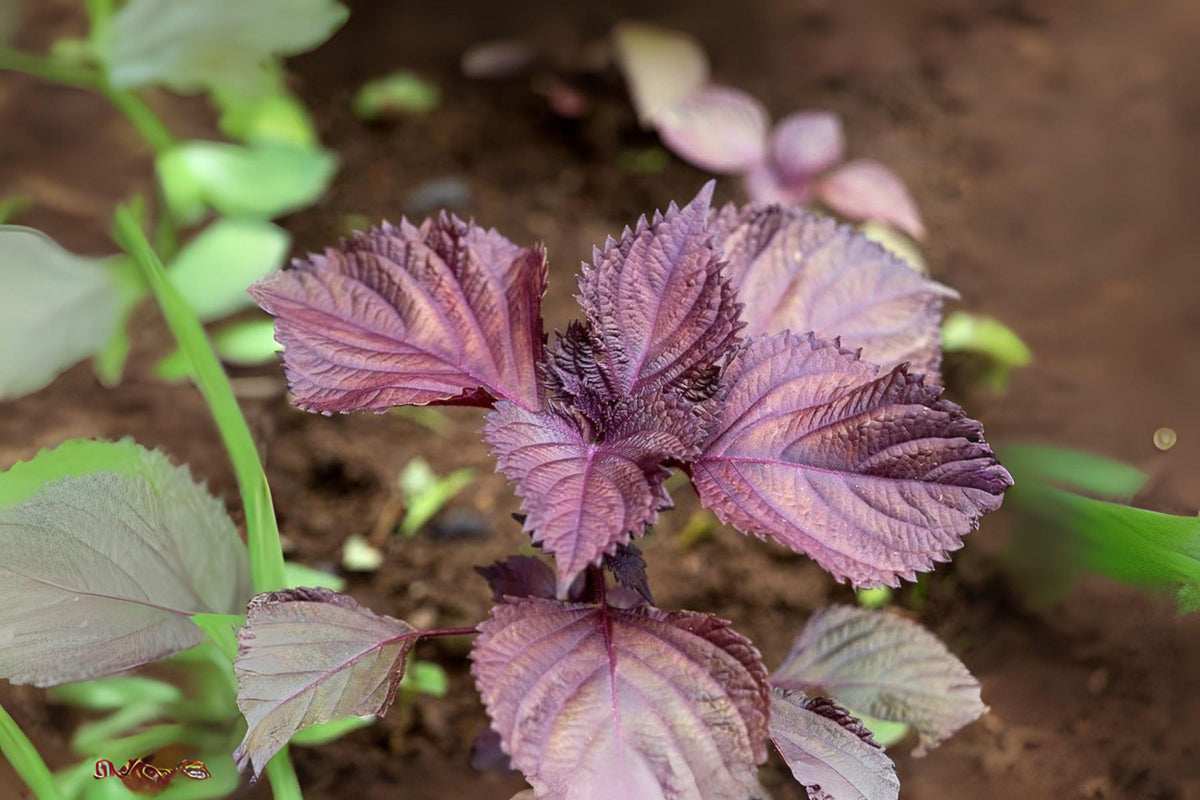 Red Aka Shiso Herb Seeds – 100 Perilla frutescens var. crispa Seeds for Japanese Cooking, Pickling & Garnishes