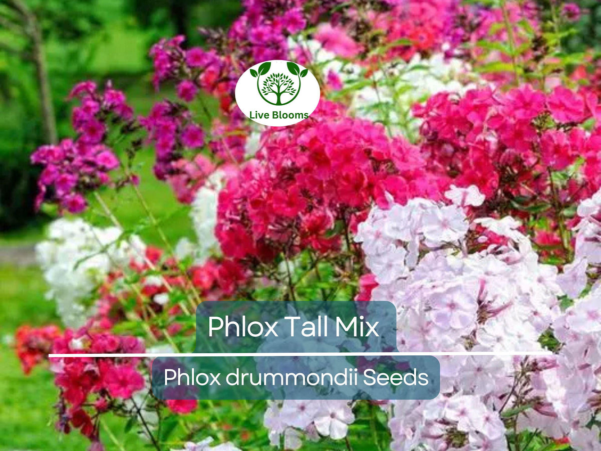 500 Seeds Phlox Tall Mix – Pink, White, Red Perennial Flowers for Borders, Spring Blooms, Non-GMO, Heirloom, Vibrant Garden Plants