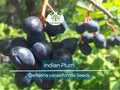 10 Indian Plum Seeds Oso Berry Edible Shrub Oemleria cerasiformis Native, Fast-Growing, Wildlife-Friendly, Edible Fruit, Hedging, Shade Tolerant