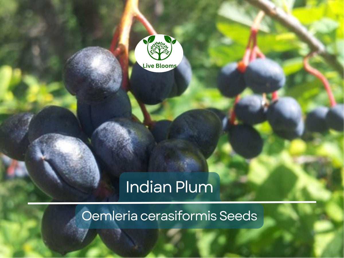 10 Indian Plum Seeds Oso Berry Edible Shrub Oemleria cerasiformis Native, Fast-Growing, Wildlife-Friendly, Edible Fruit, Hedging, Shade Tolerant